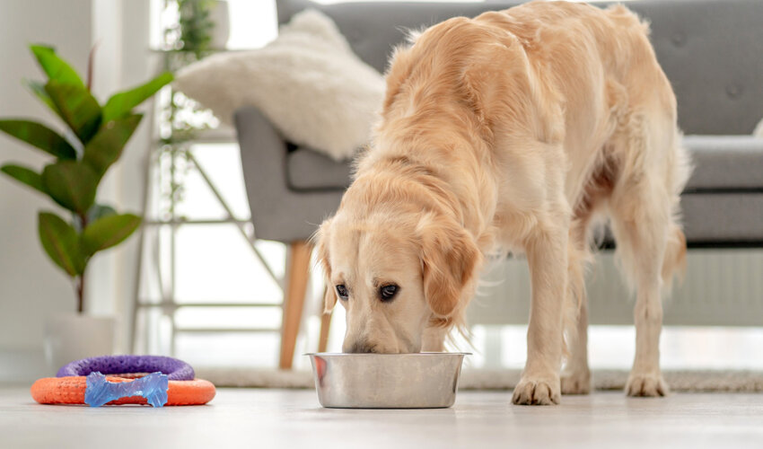 How much protein a dog should need?