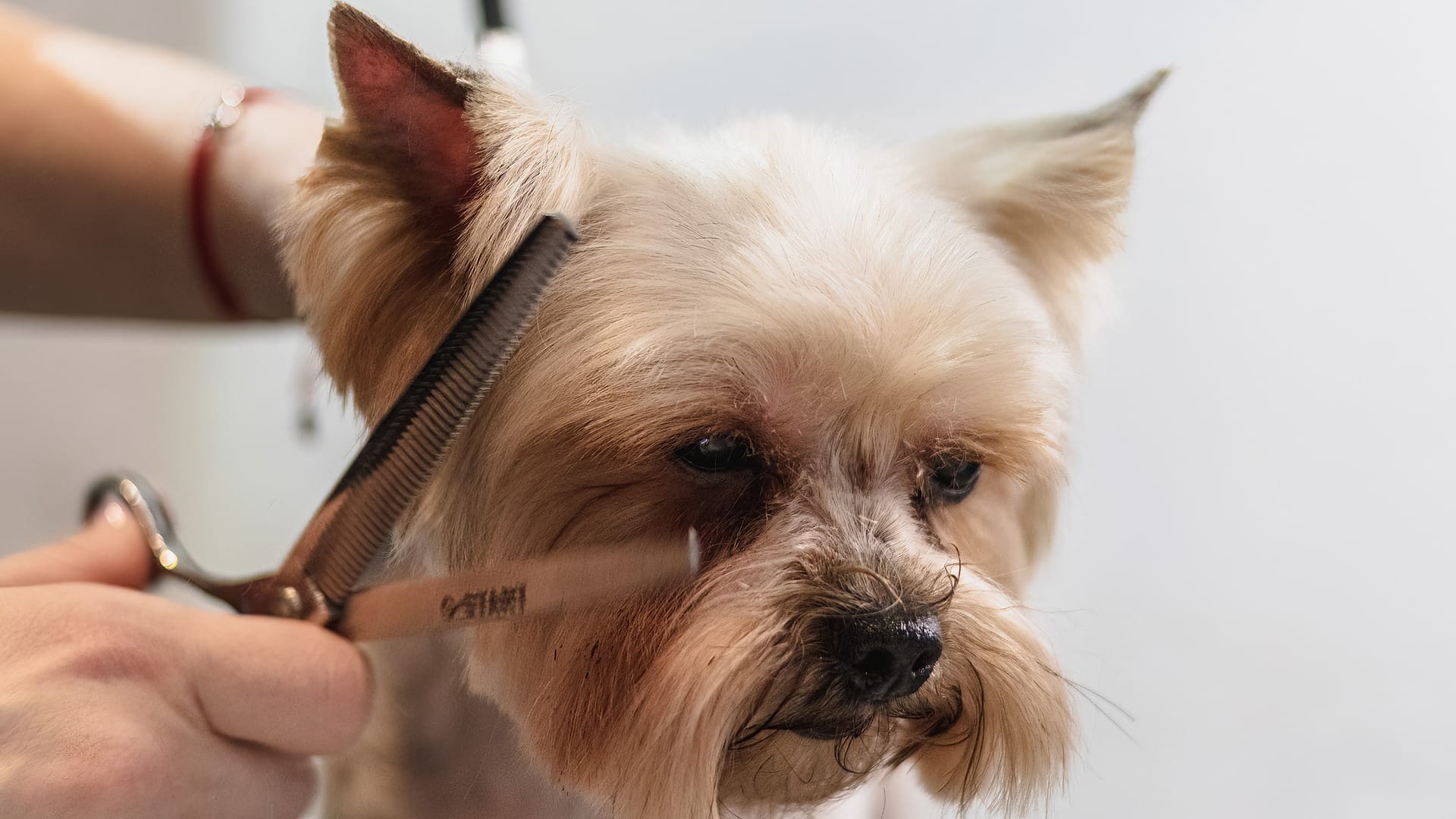 Mobile dog grooming