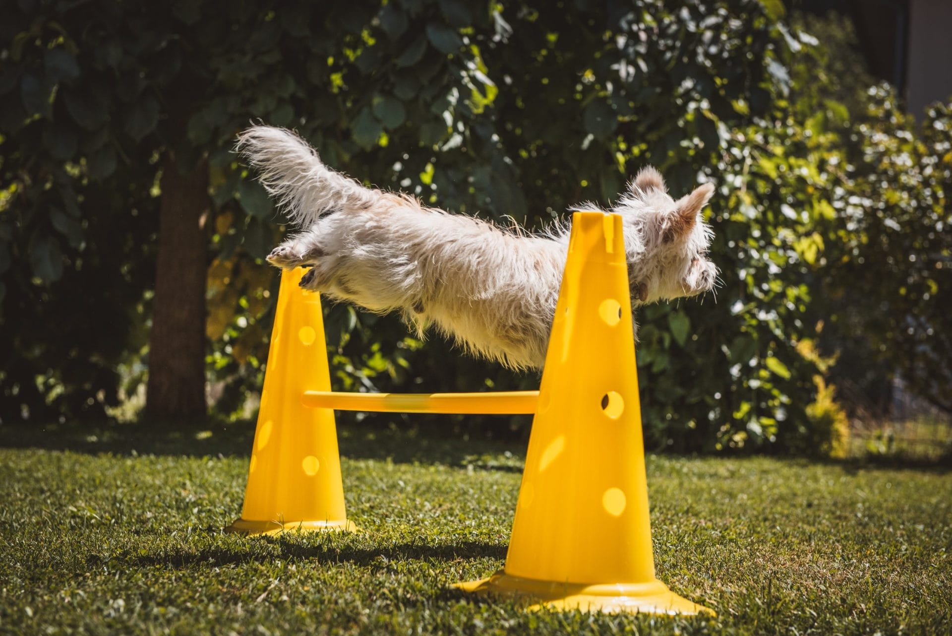 Best dog agility equipments