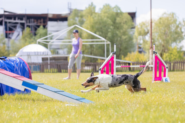 Dog agility training