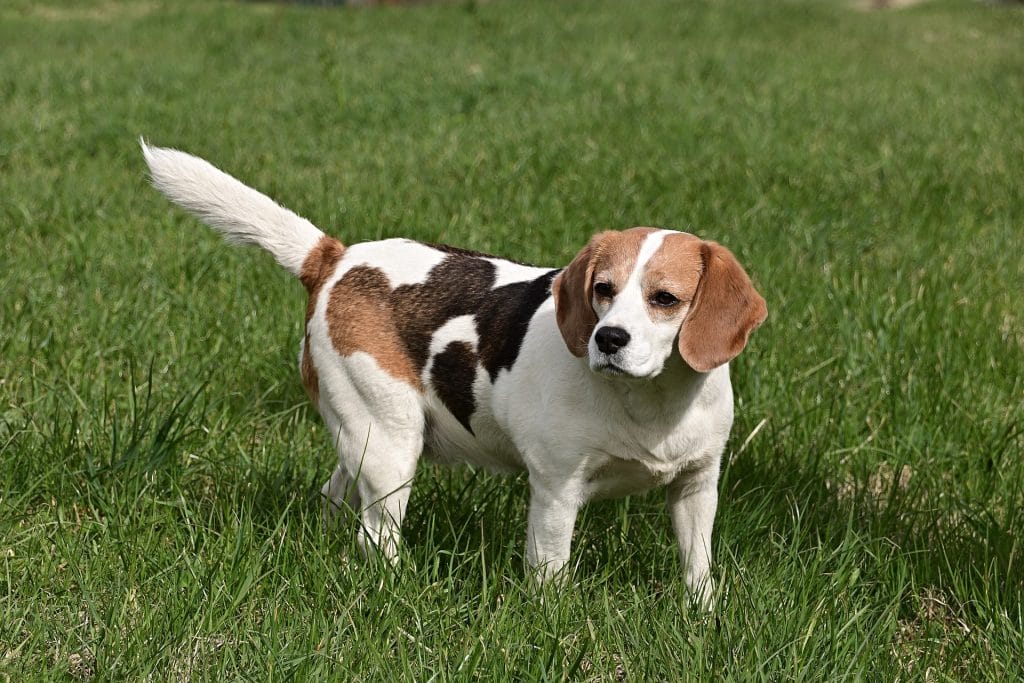 Beagle - Most popular dog