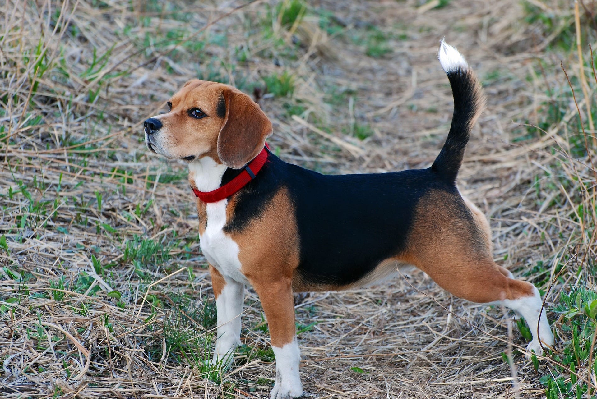 Beagle, the most popular dog