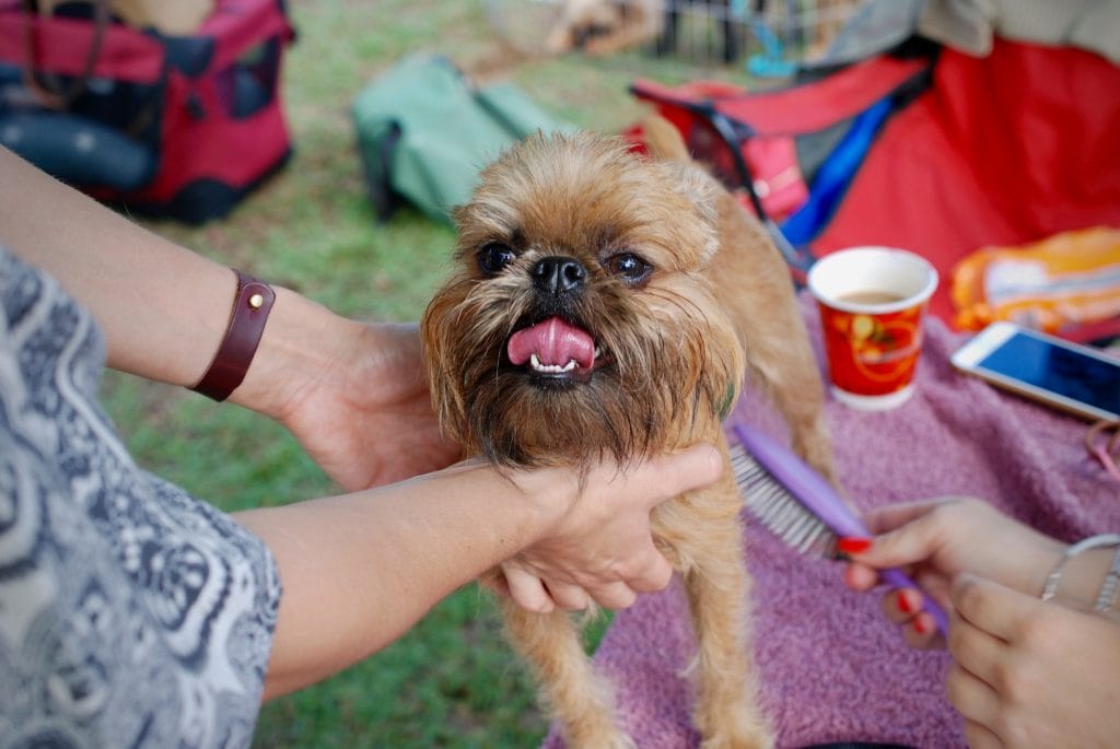 How to brush  your dog's  coat