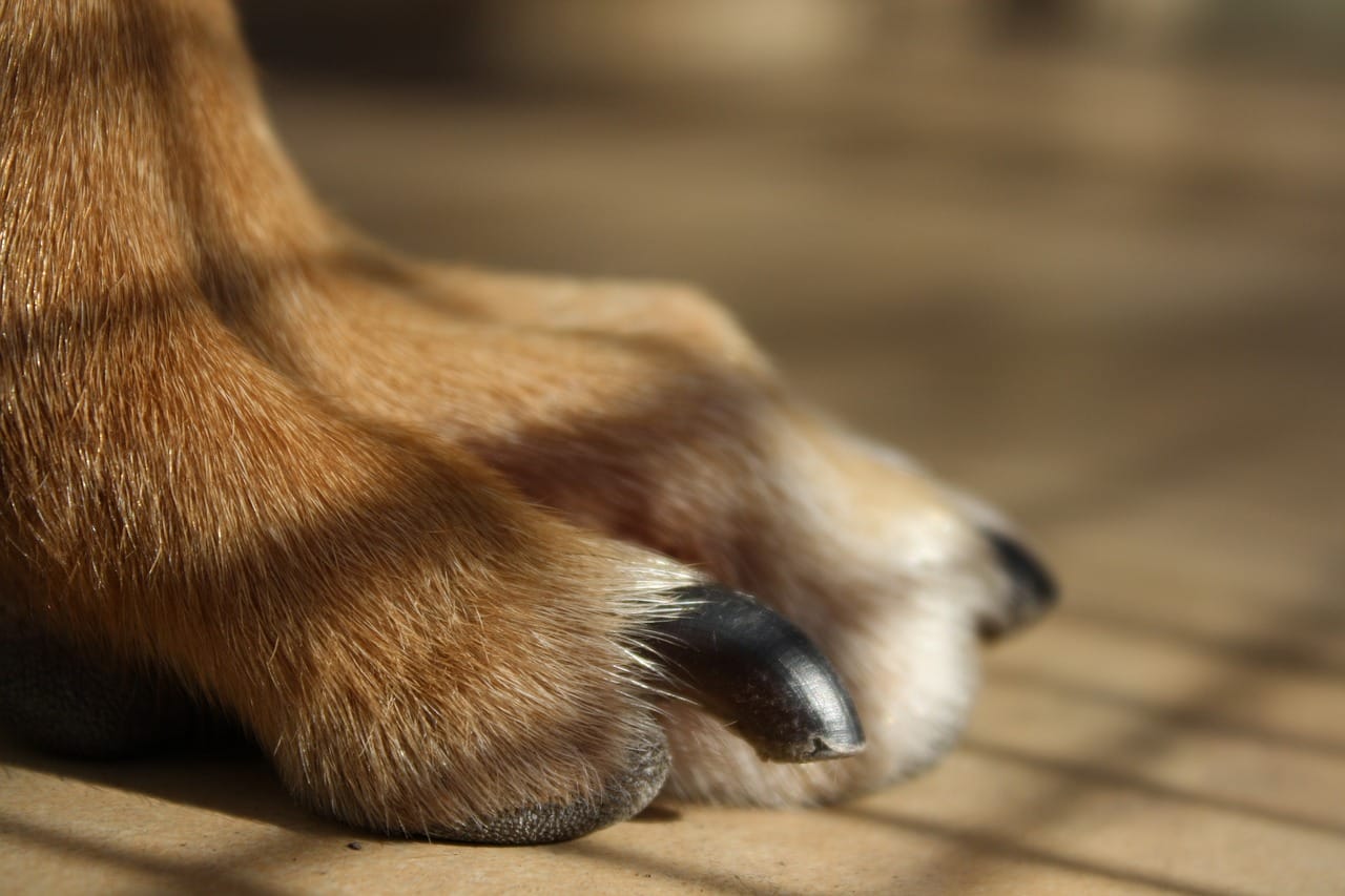 The Ultimate Guide to dog nail trimming