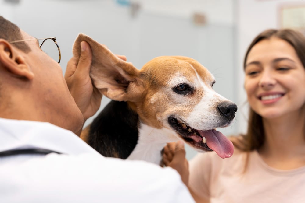 Cleaning dog ears