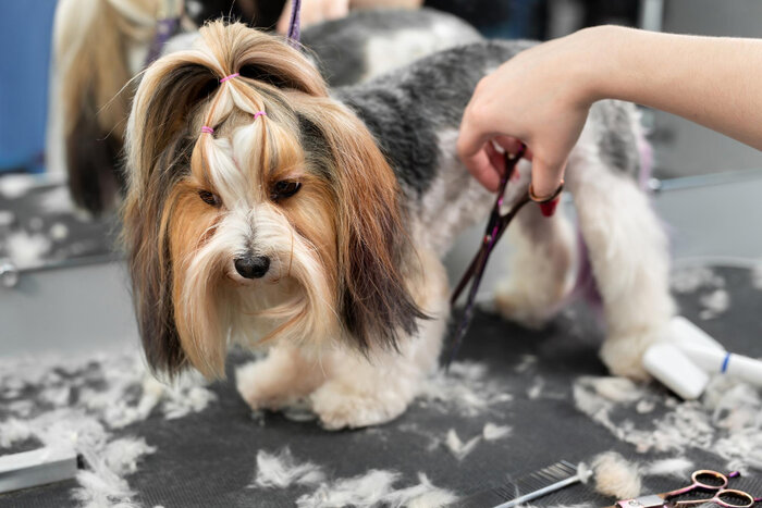 Common dog grooming injuries