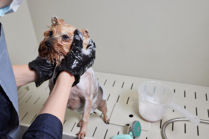 Dog grooming injuries