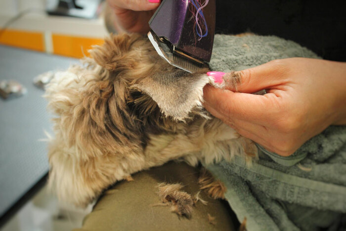 Common Dog grooming injuries