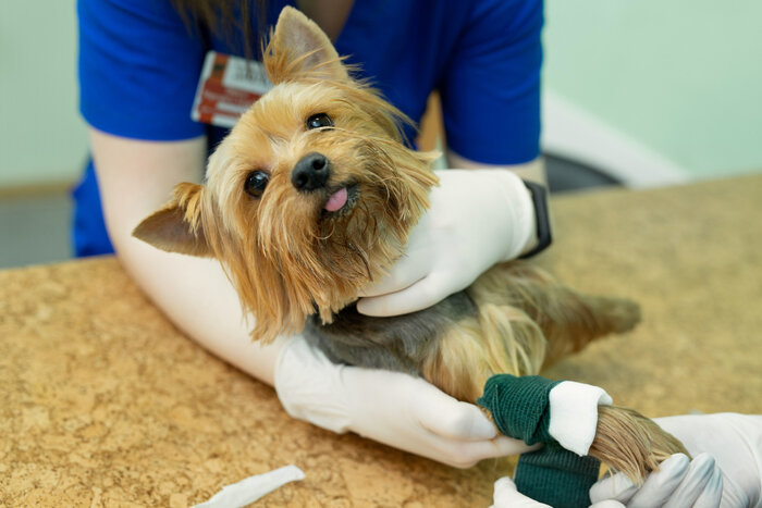 how to prevent dog grooming injuries