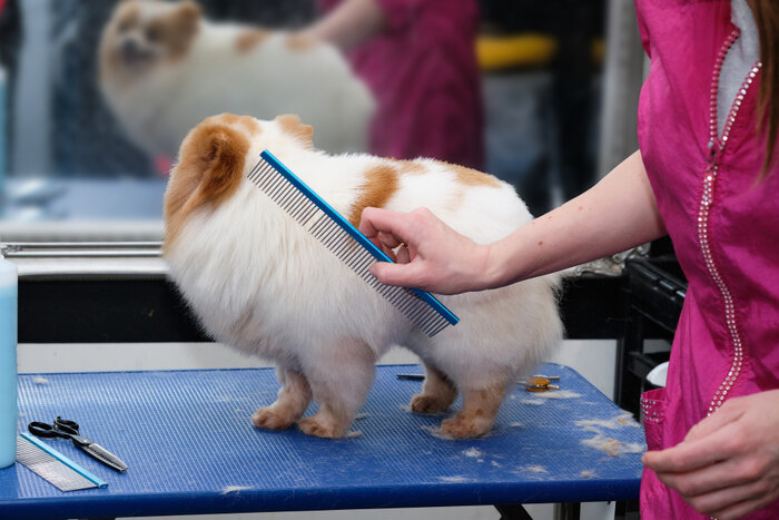 Grooming is the best way to keep our pet safe