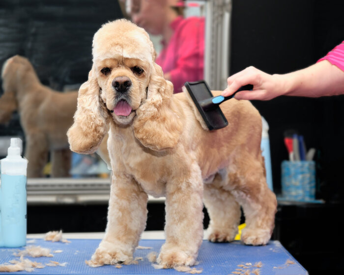 Common dog grooming injuries