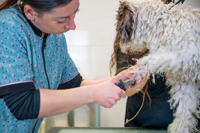 How to care common dog grooming injuries