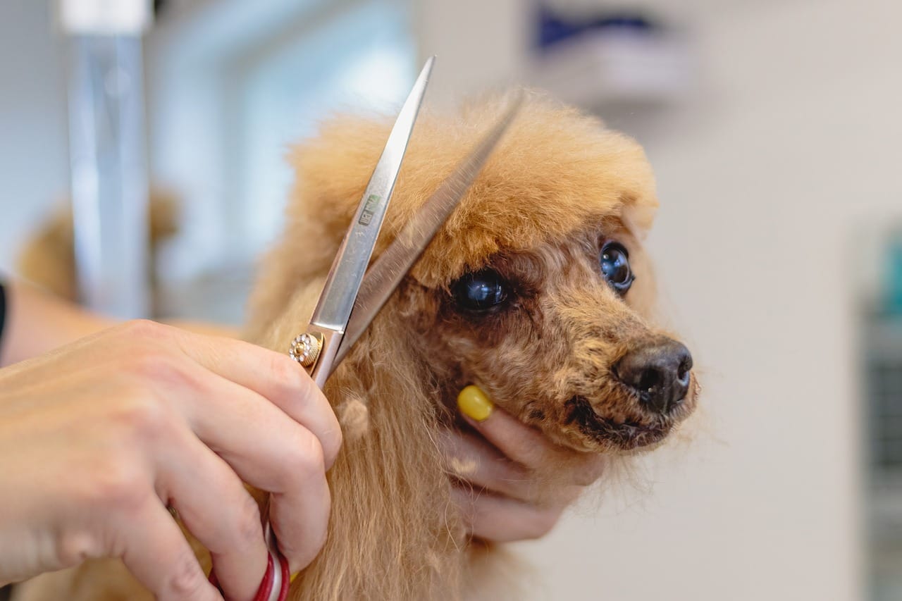 top rated dog groomers in new york city