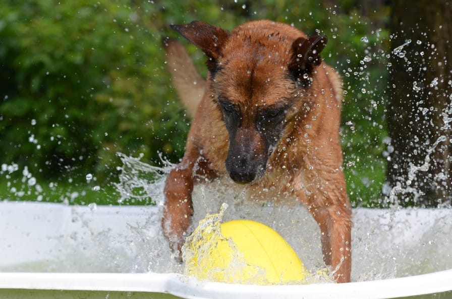 Keeping the dogs cool in hot weather