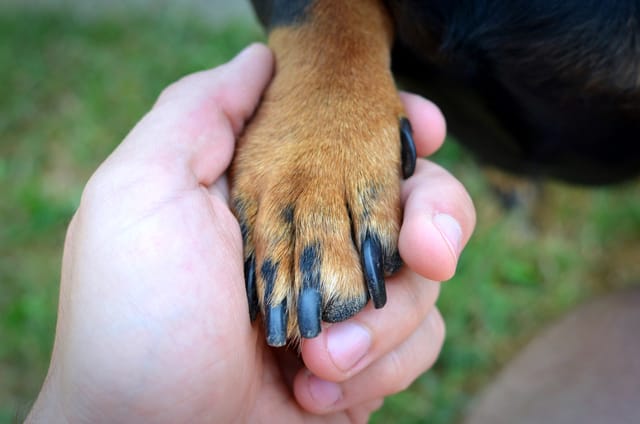 How to clean a dog's paws