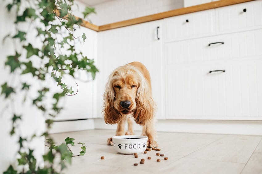 How much protein should a puppy need?