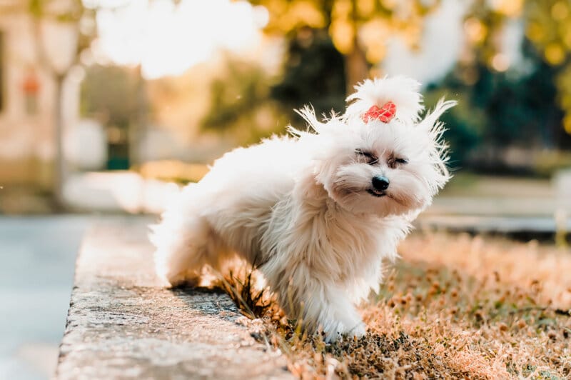 What are the pros and cons of having a maltese dog?