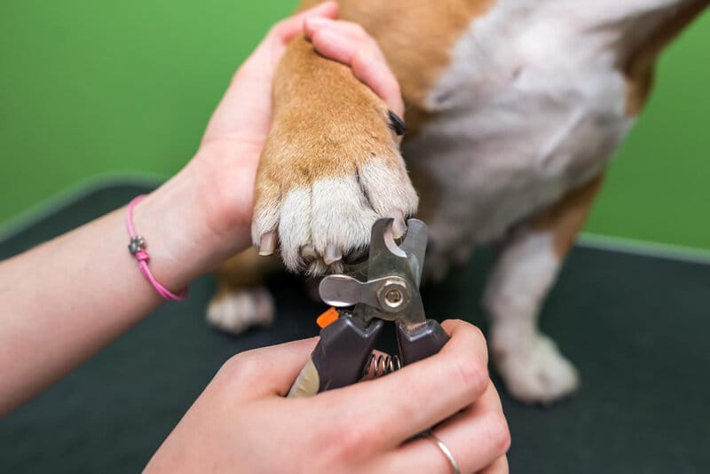 Dog nail trimming service at home