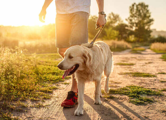 How to keep your dog healthy and happy