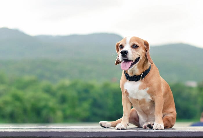 How to keep your dog healthy and happy