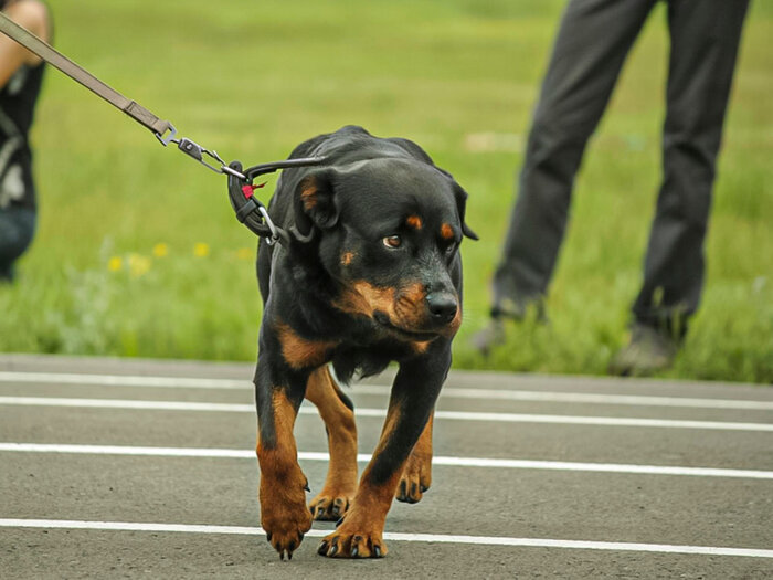 Rottweilers are indeed impressive dogs