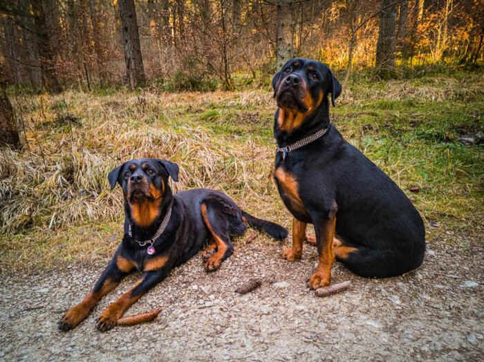 With the right training, Dobermans turn into loving and gentle companions