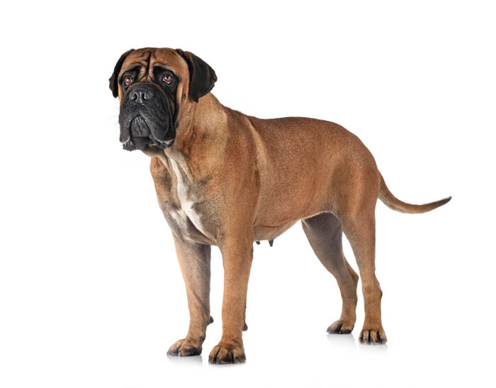 Bullmastiffs are known for their calm and loving nature