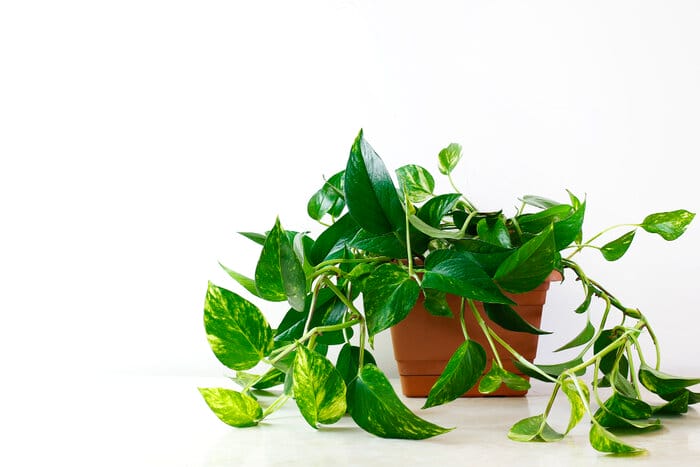 What to do if dog eats pothos