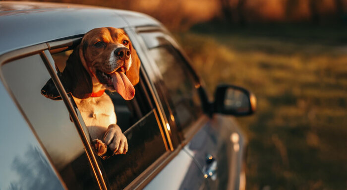 how to keep a dog cool and comfy in a car