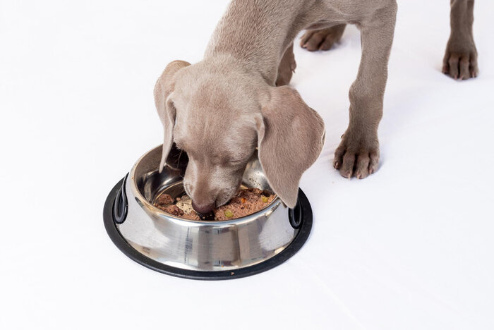 Turkey Meal in dog food