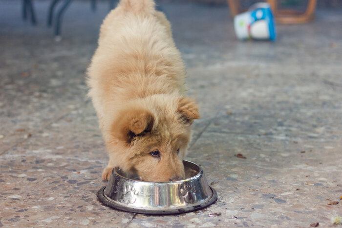 Brown puppy dog eating from silver bowl Domestic pet alert at lunch